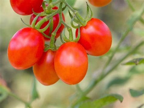 Grape tomato. Things To Know About Grape tomato. 
